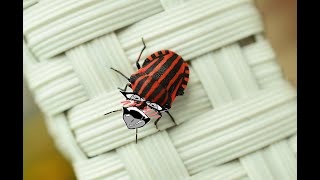 Unhinged Doujin Review One Do You Have Entomophobia?