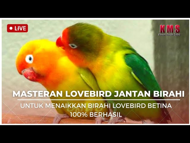 AUDIO JERNIH PANCINGAN LOVEBIRD BIRAHI KAWIN | 100% AMPUH MENAIKAN BIRAHI LOVEBIRD class=