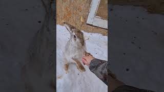 Бойцовый Заяц Angry Hare #Boxing #Bunny