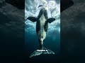 These Are the OLDEST Living Creatures on Earth #naturefacts #wildlife #shorts
