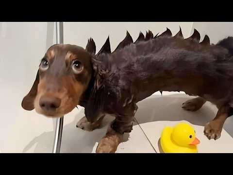Funniest Dogs On The Internet Right Now 😂 Best Funny Animals 2026