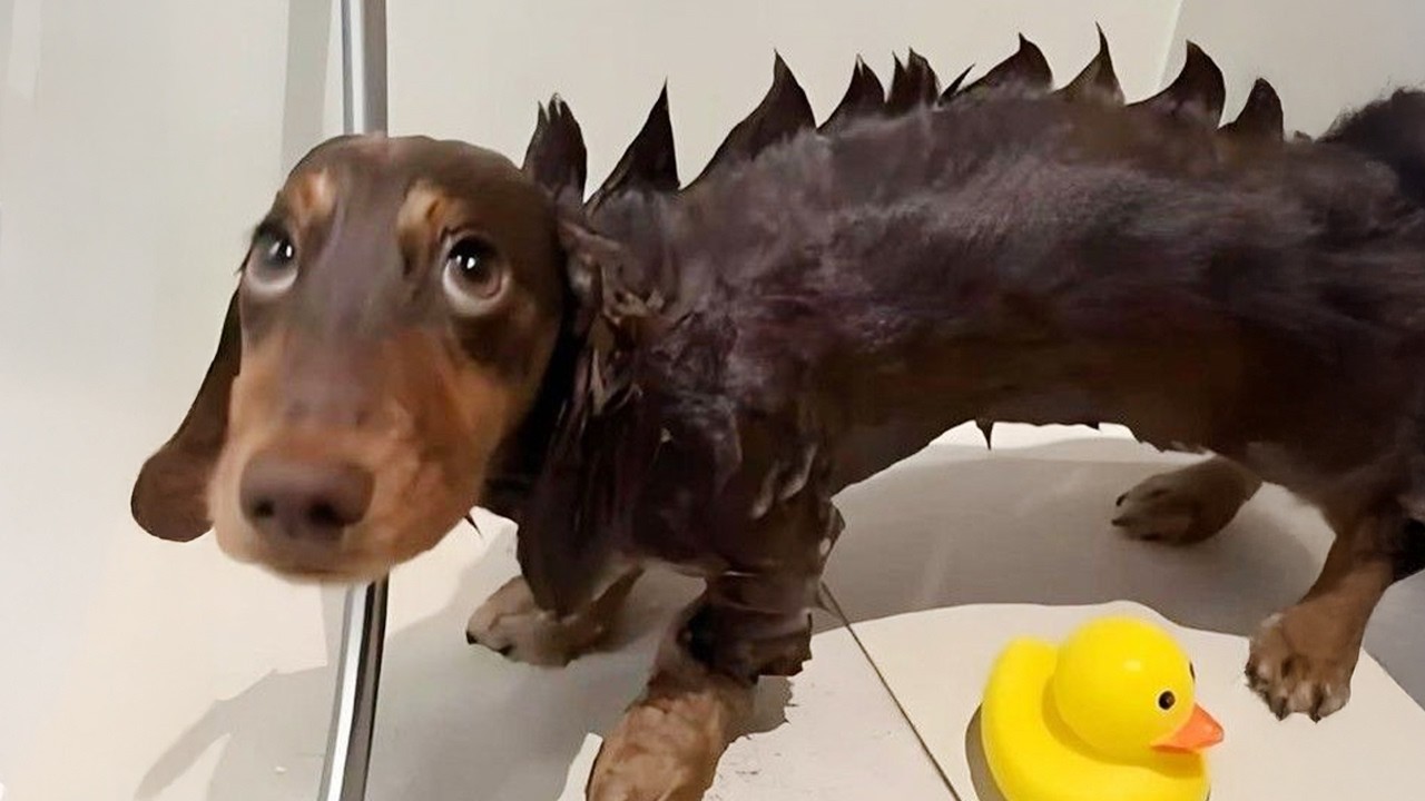 Funniest Dogs On The Internet Right Now 😂 Best Funny Animals 2026
