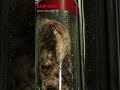 SCP-008 [Zombie Plague] #Shorts #SCP #SCP008 #SciFi #Horror — Part 1 EP1
