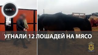 Ночные Всадники Угнали 12 Лошадей На Мясо | Похищенный Табун В Забайкалье Увели За 30 Километров