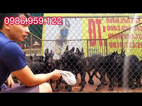 Video Hé lộ sự thật ít người biết về chó Malinois Mexico màu... - youtube