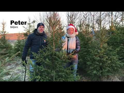 Video: Hur Man Väljer En Julgran: Vi Letar Efter Vår Skogsskönhet