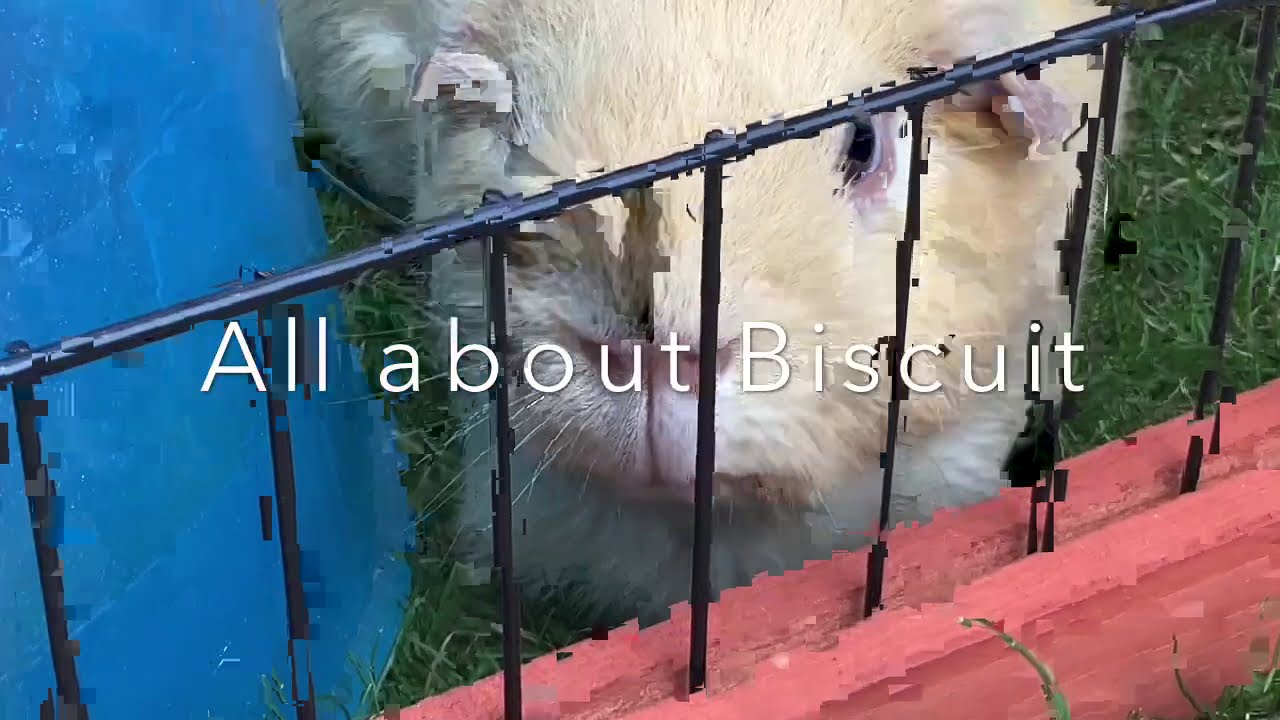 Picture of All about my Guinea Pig Biscuit - YouTube