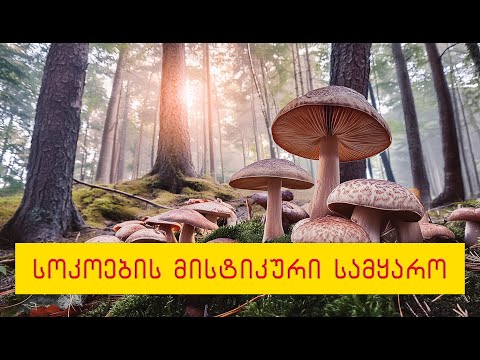 სოკოების იდუმალი სამყარო The Mystical World of Mushrooms