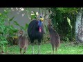 Cassowary