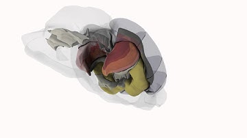 Three Dimensional Volumetric Reconstruction of the C57BL/6 Mouse Brain