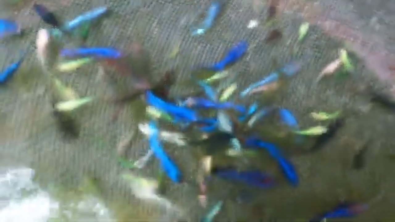mostrando-m-s-de-3000-mil-alevines-de-bettas-ya-fuera-de-peligro