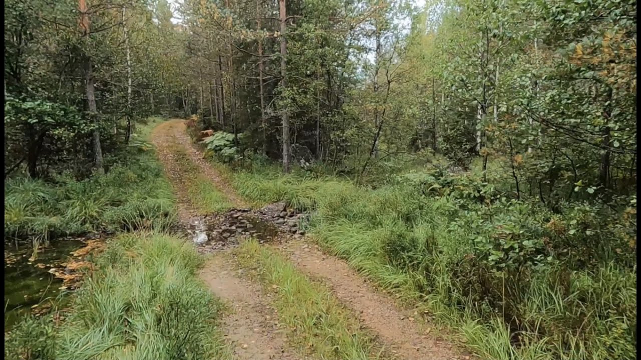 Skogsbilveier i Drangedal 20210912