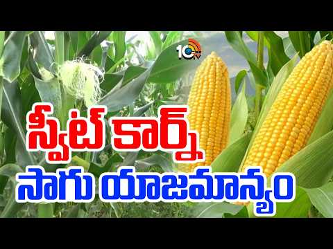 Sweet Corn Cultivation Management | స్వీట్ కార్న్ సాగు యాజమాన్యం | Matti Manishi | 10TV - 10TVNEWSTELUGU