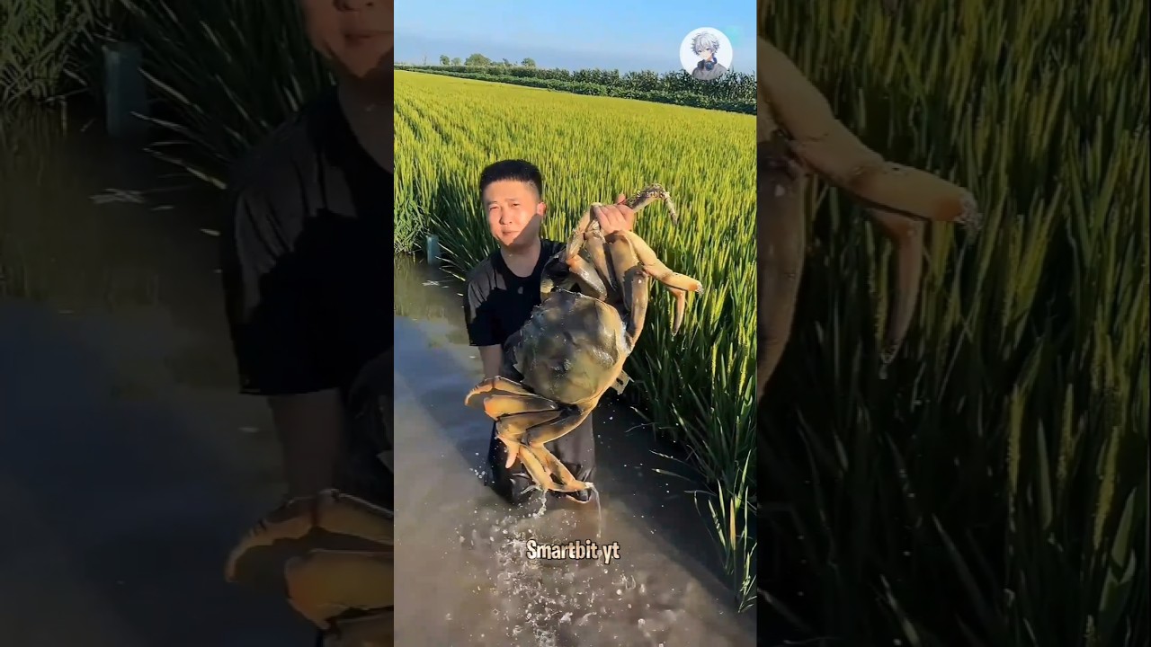 Crabs Farming  | Low Investment, High Profit! 