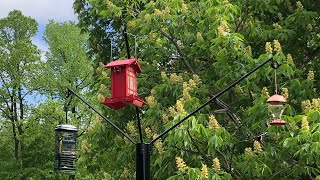 how to build a bear proof bird feeder holder