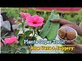 Super Tonic Natural fertilizer for any plants use Aloe Vera and Jaggery || Organic fertilizer