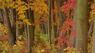 Beautiful Autumn Forest, Trees, Yellow and Red Leaves, Background video, 4k, VJ Loop, Video Footage