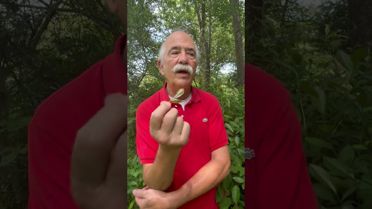 Fairhope, Alabama Tea Plantation 