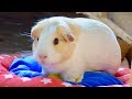 6 Golden Rules of Guinea Pig Care