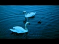 Swans