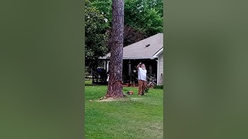 Dead pine tree *BLOWS UP*