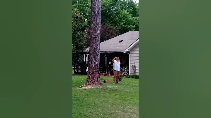 Dead pine tree *BLOWS UP* - DayDayNews