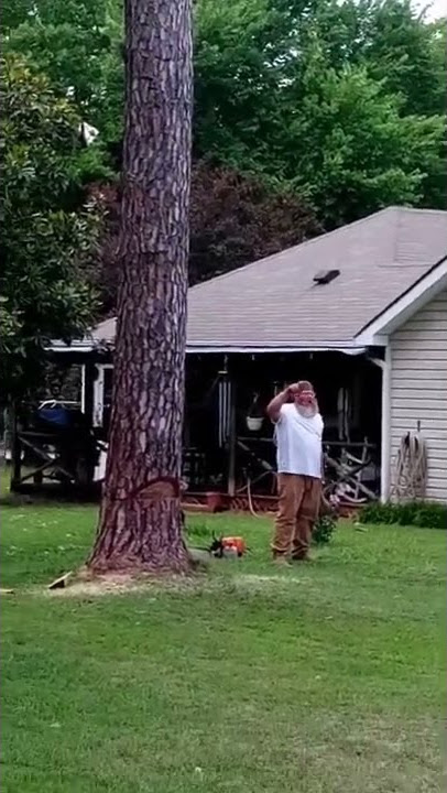 Dead pine tree *BLOWS UP*