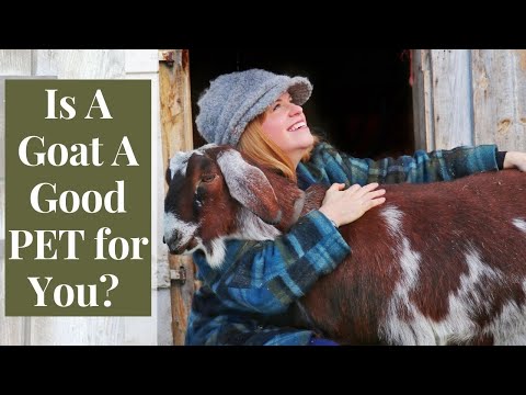 Video: Koje su koze najbolje za kućne ljubimce?