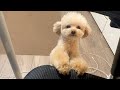 飼い主のツボを完全に熟知している策略犬
