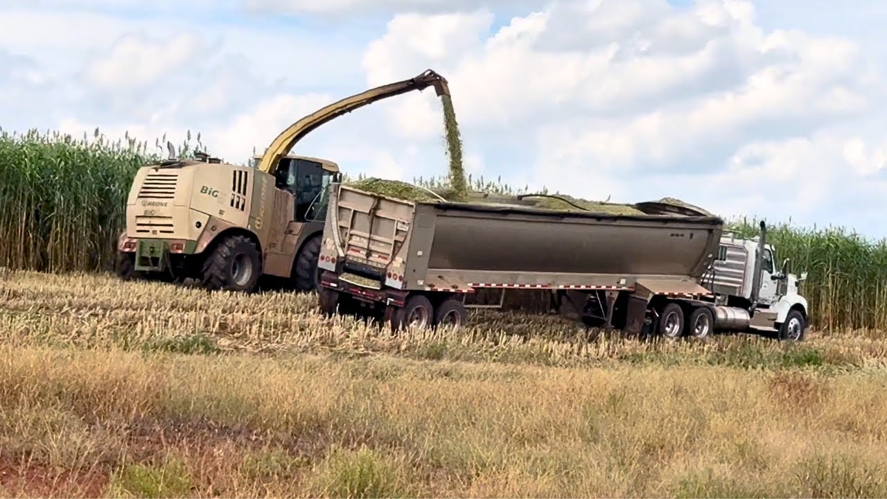 От поля до корма: заготовка силоса 2025