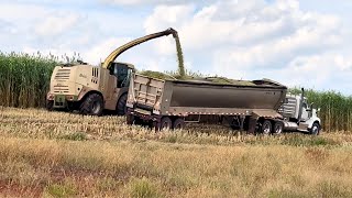 From Field to Feed: Silage Chopping Action 2025