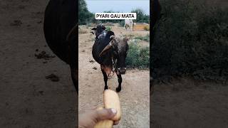 PURE LOVE! 🐮 Feeding hungry cows with kindness. #GauSeva #kindness #shorts