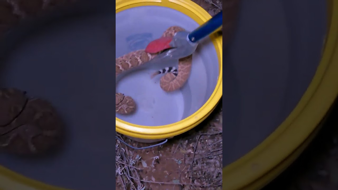 Big Scared Diamondback