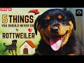5 Things You Should Never Do To Your Rottweiler | The Fame Files #rottweiler
