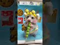 Adorable Bee Hamster Eating Veggie Skewer #hamster #cutehamster #tinypets #adorableanimals #fyp