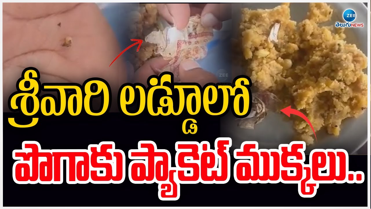 Tobacco packet in Tirumala Laddu | శ్రీవారి లడ్డూలో పొగాకు ప్యాకెట్‌  ముక్కలు.. | ZEE Telugu news