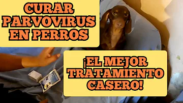 ¿Es bueno el vinagre para el parvo?