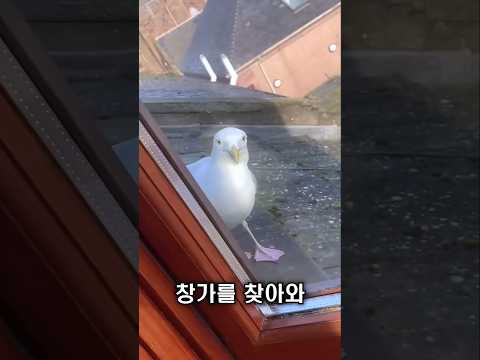 갈매기, 매일 창가로 찾아옵니다 thumbnail