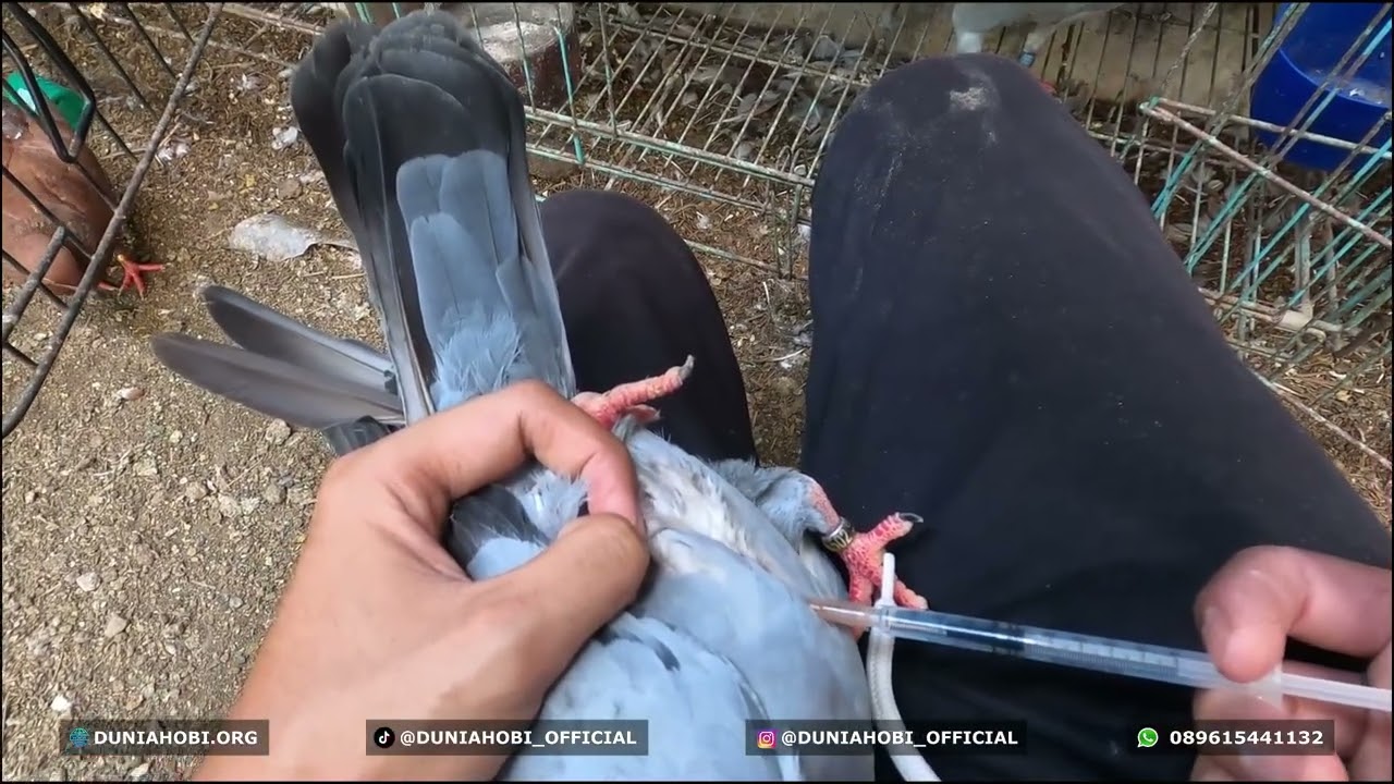 Waktunya Suntik Hormon Indukan yang Tidak Produktif agar Kembali Ngisi