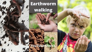 Earthworm walking | movement of earthworm | earthworm locomotion