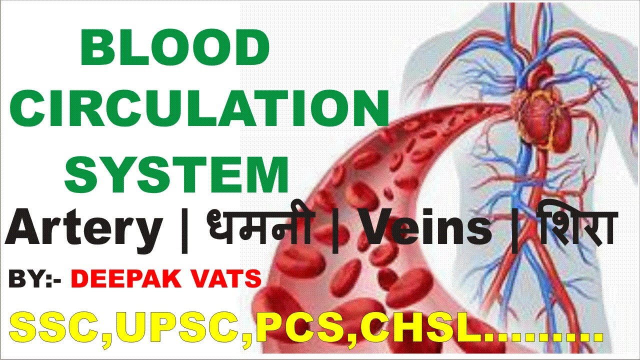 Blood Circulation System Artery Veins blood-circulation-system-artery-veins
