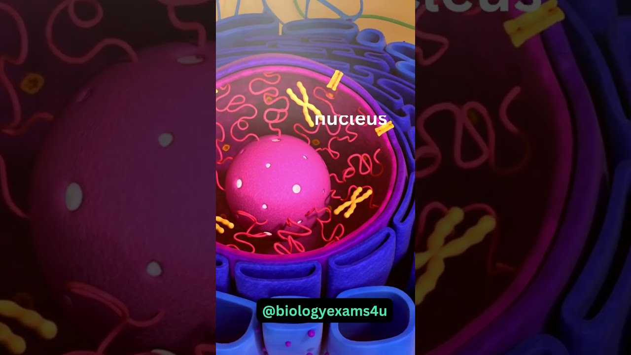 Cell 3D Animation 360 Degree A Journey Through The Structure