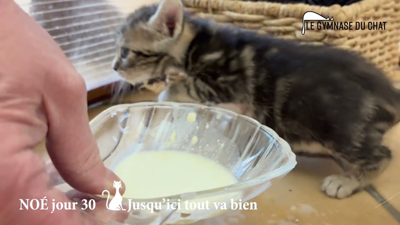 Noé le chat jour 30 : jusqu'ici tout va bien