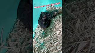 Baby Eastern Copperheads, Only A Few Hours Old Agkistrodon Contortrix