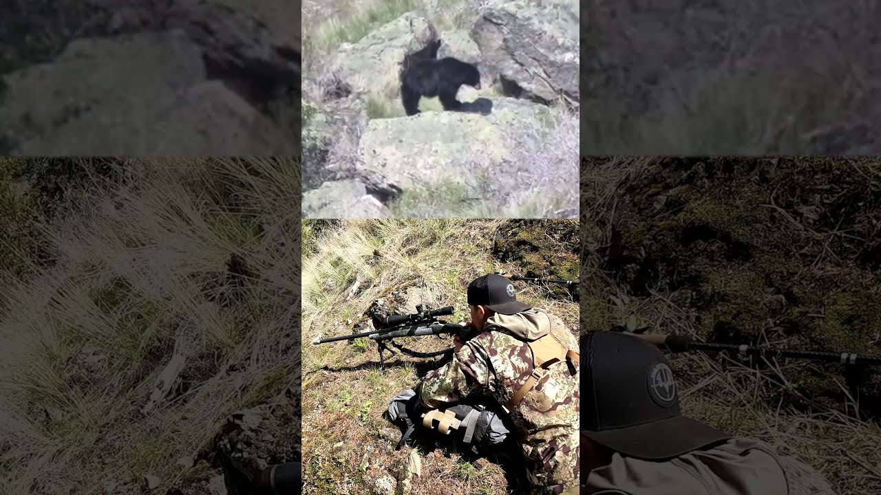 Black Bear Shot With 7mm REM MAG 