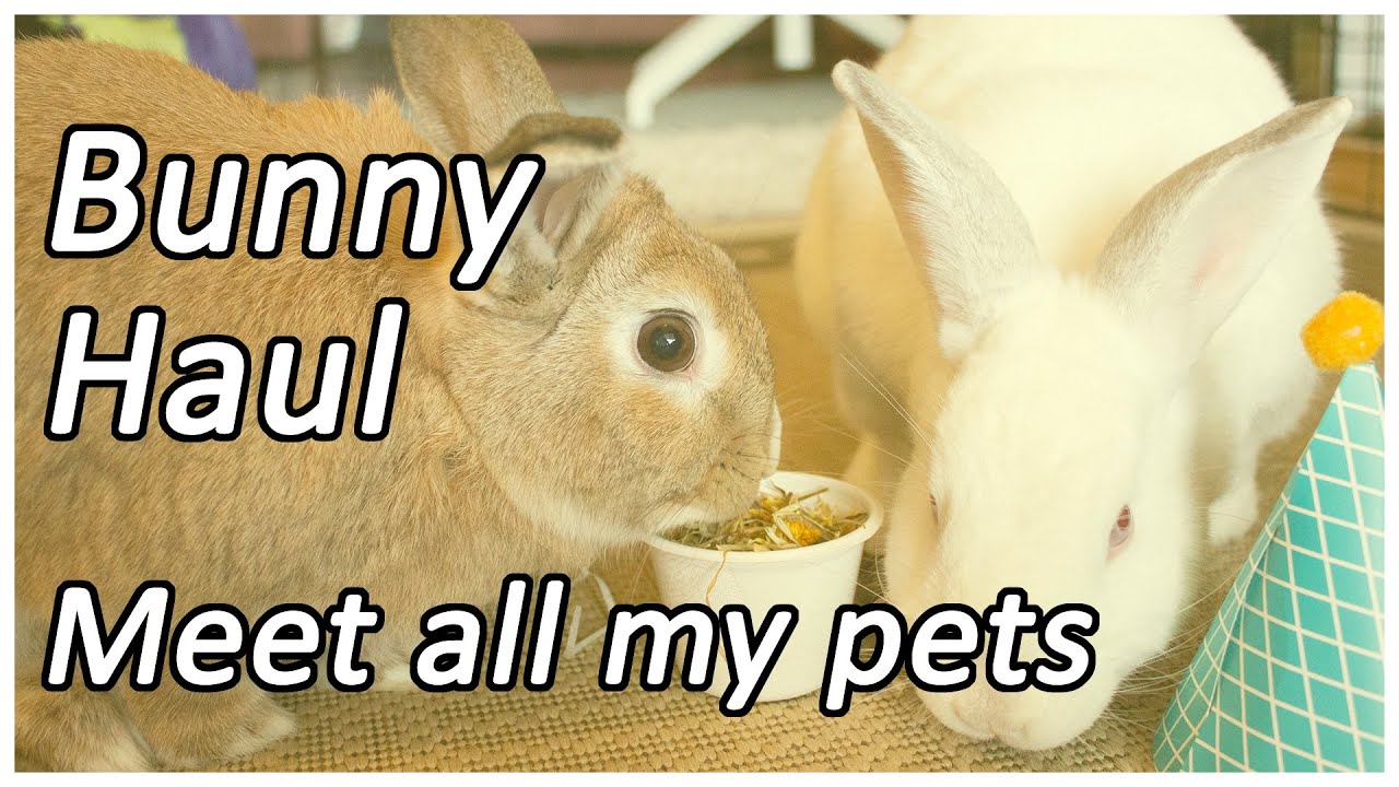 RABBIT HAUL AND MEET MY PETS Unboxing Mosuki Bunny Shop order and
