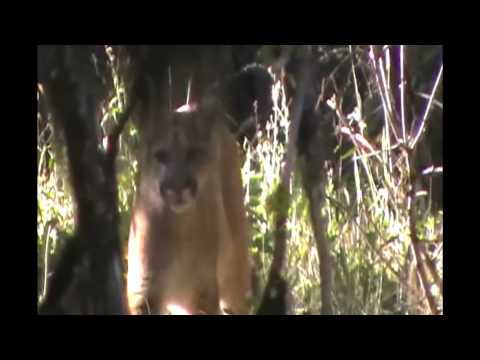 Being Stalked By A Cougar Mountain Lion Encounter Being Stalked By A Cougar Mountain Lion Encounter