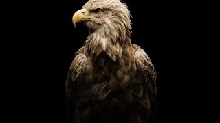 Project FREEDOM - Freedom's eagle point of view – Chronoswiss