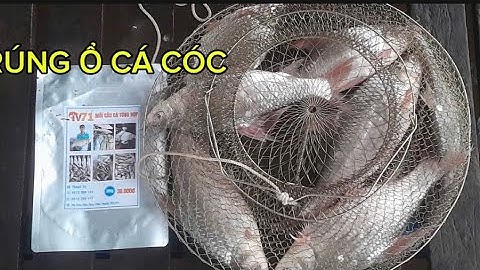 HỐT TRỌN Ổ CÁ CÓC SÔNG TIỀN VỚI MỒI CÂU TỔNG HỢP TV71