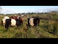 why rushes are not all bad. outwintering cattle the regenerative farming way